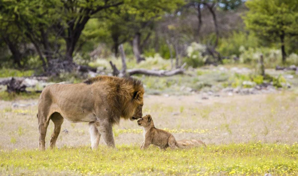 Namibia, Etosha NP Alpha male lion inspects cub art print by Bill Young for $57.95 CAD