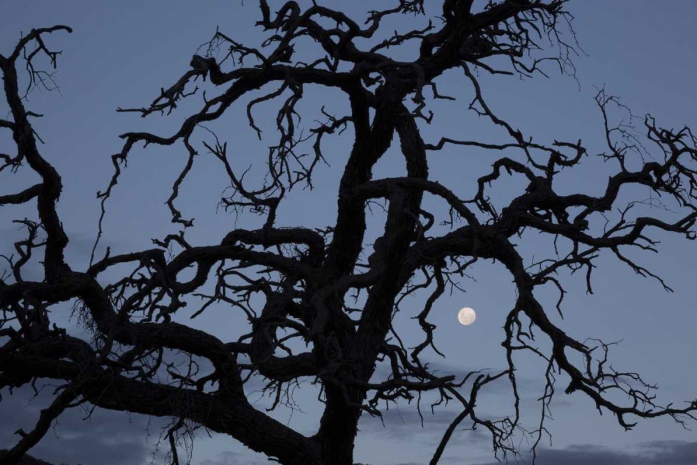 Africa, Namibia Tree silhouette and full moon art print by Bill Young for $57.95 CAD