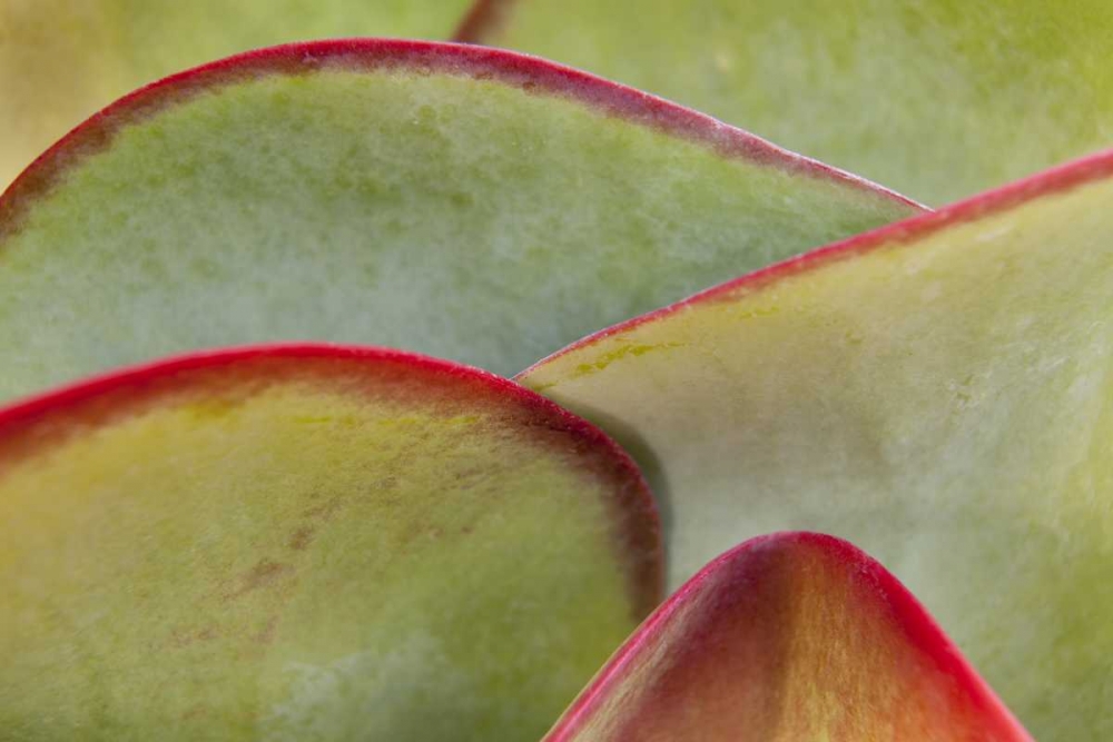 Africa, Namibia, Windhoek Succulent leaves art print by Wendy Kaveney for $57.95 CAD