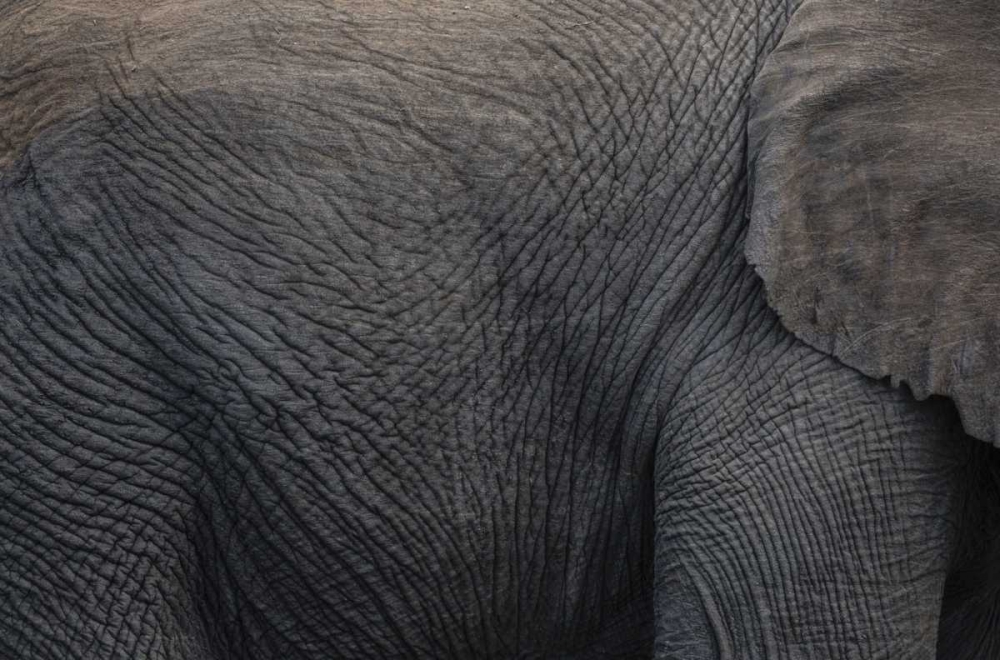 Namibia, Etosha NP Textured hide of elephant art print by Bill Young for $57.95 CAD