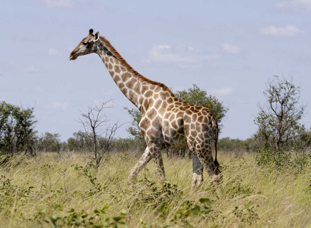 Namibia, Etosha NP Giraffe walking through grass art print by Bill Young for $57.95 CAD