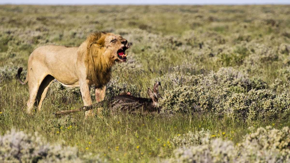 Namibia, Etosha NP Male lion roars over carcass art print by Bill Young for $57.95 CAD
