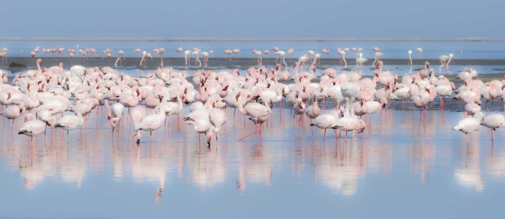 Namibia, Walvis Bay Group of greater flamingos art print by Bill Young for $57.95 CAD