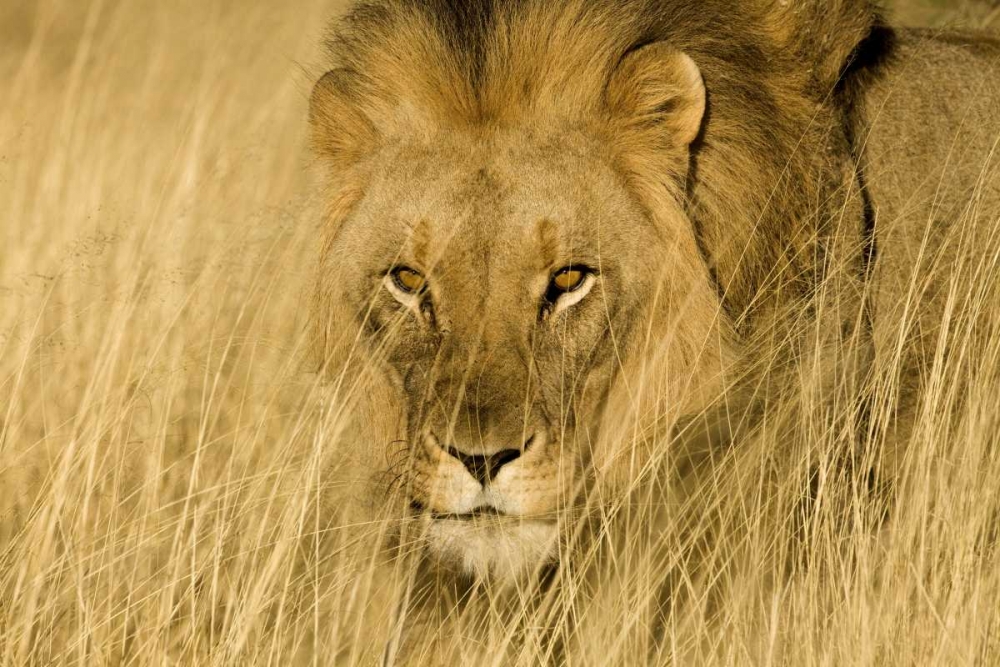Africa, Namibia Male lion in dry grass art print by Jim Zuckerman for $57.95 CAD