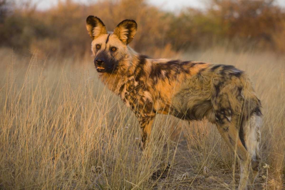 Africa, Namibia Wild dog close-up art print by Jim Zuckerman for $57.95 CAD