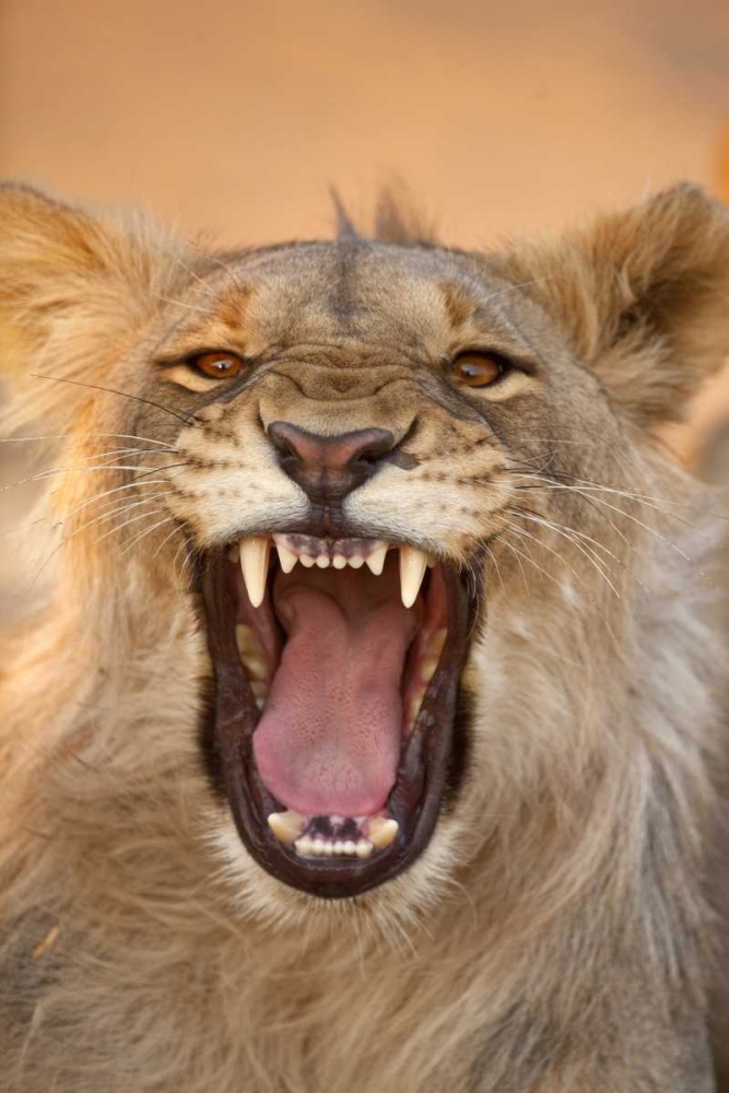 Africa, Namibia Male lion growling art print by Jim Zuckerman for $57.95 CAD