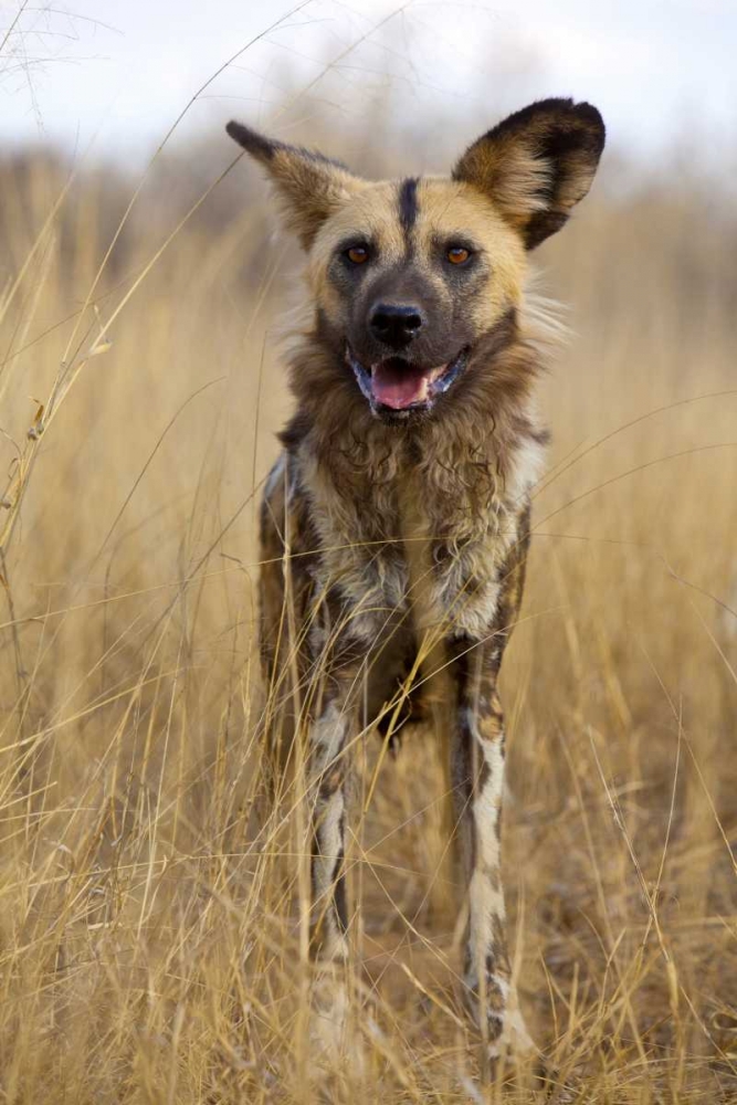 Africa, Namibia Wild dog close-up art print by Jim Zuckerman for $57.95 CAD