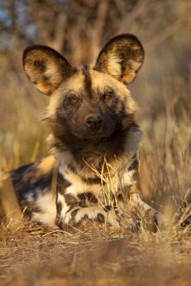 Africa, Namibia Wild dog resting art print by Jim Zuckerman for $57.95 CAD