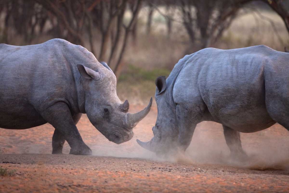 Africa, Namibia White rhinos fighting art print by Jim Zuckerman for $57.95 CAD