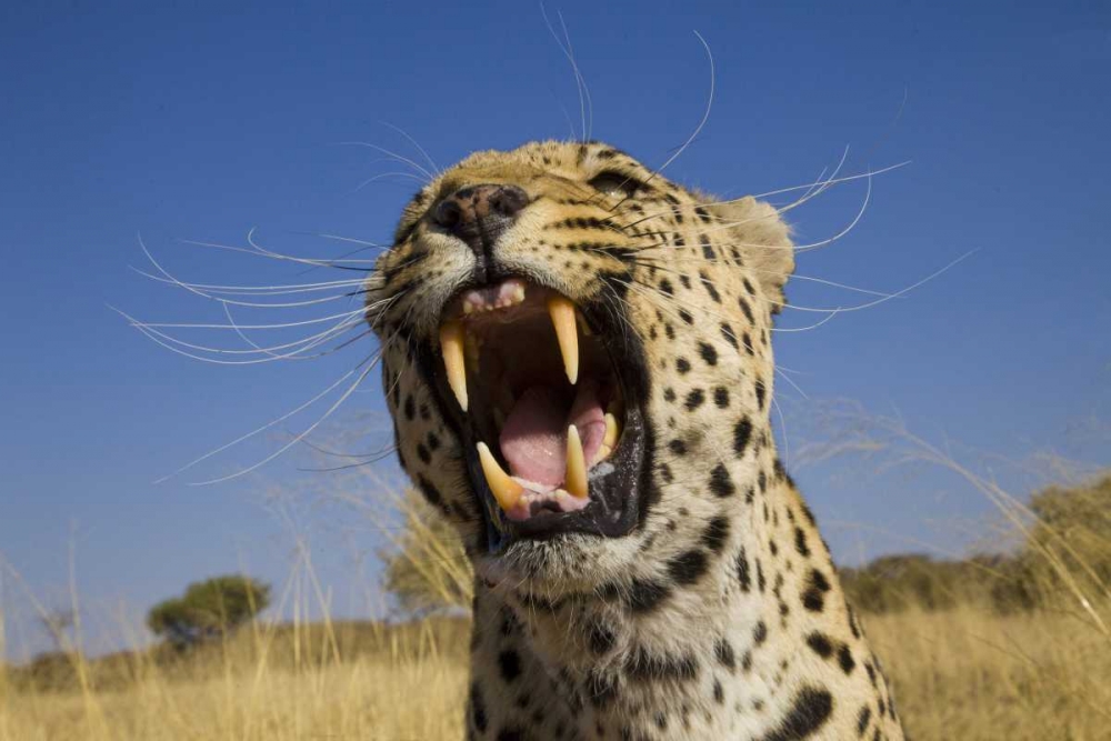 Africa, Namibia Leopard snarling art print by Jim Zuckerman for $57.95 CAD
