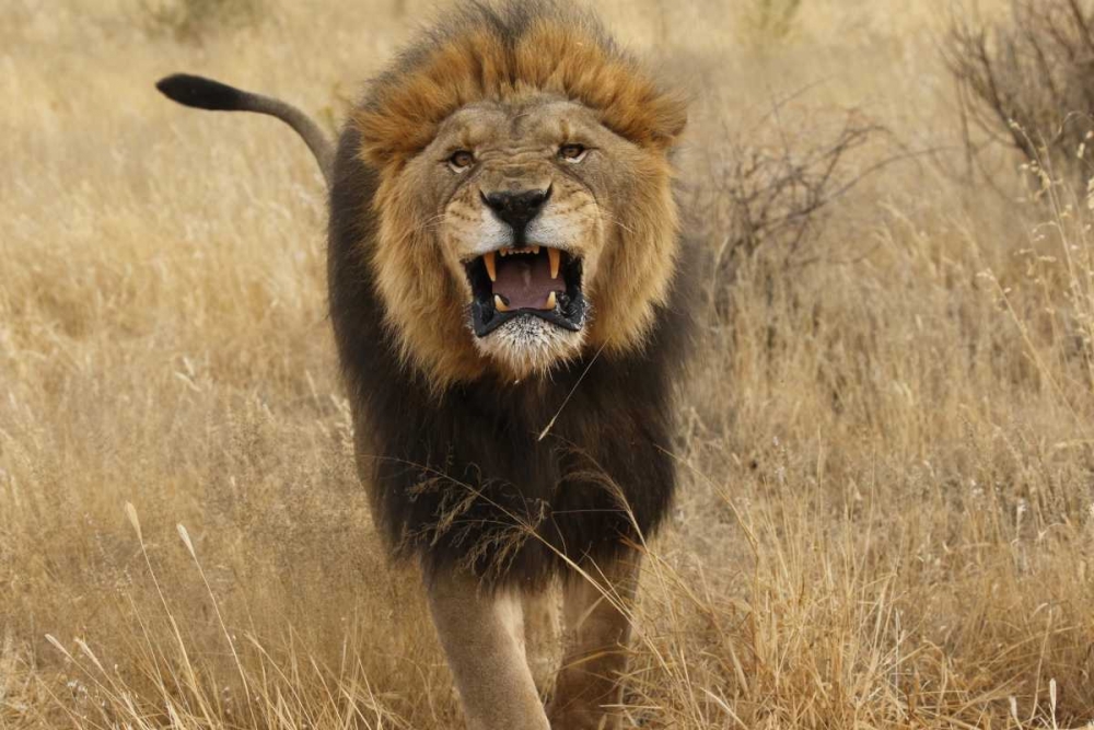 Africa, Namibia Aggressive male lion art print by Jim Zuckerman for $57.95 CAD