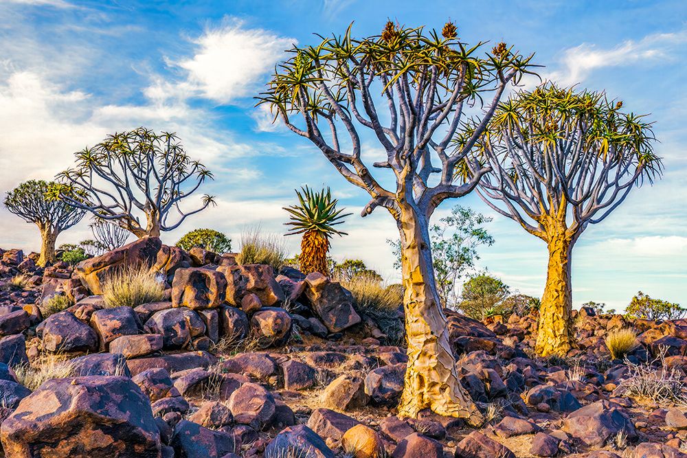 Quiver Tree Forest, Namibia, Africa. Landscape view of aloe growing in a small forest. art print by Murray McCallum for $57.95 CAD
