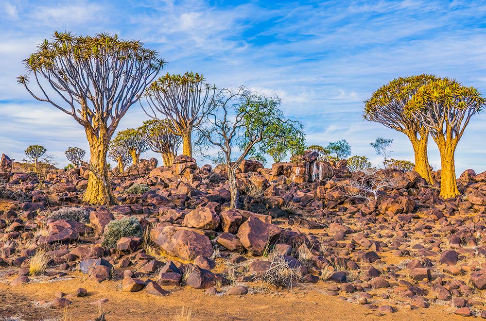 Quiver Tree Forest, Namibia, Africa. Quiver trees, also called kokerboom, a very large aloe tree. art print by Murray McCallum for $57.95 CAD
