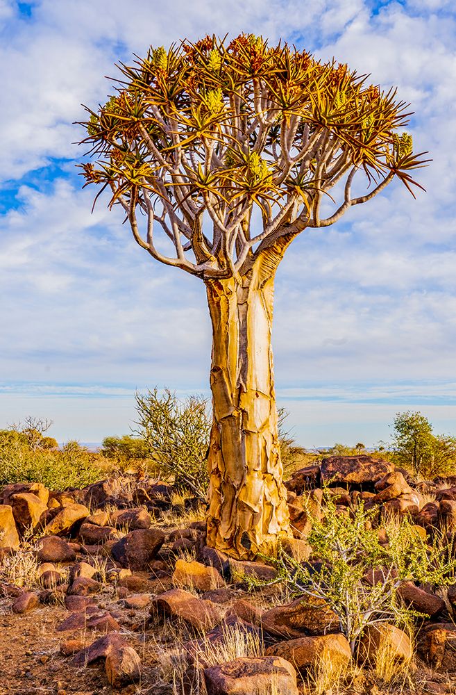 Quiver Tree Forest, Namibia, Africa. Portrait of unusual species of aloe, growing in a forest. art print by Murray McCallum for $57.95 CAD