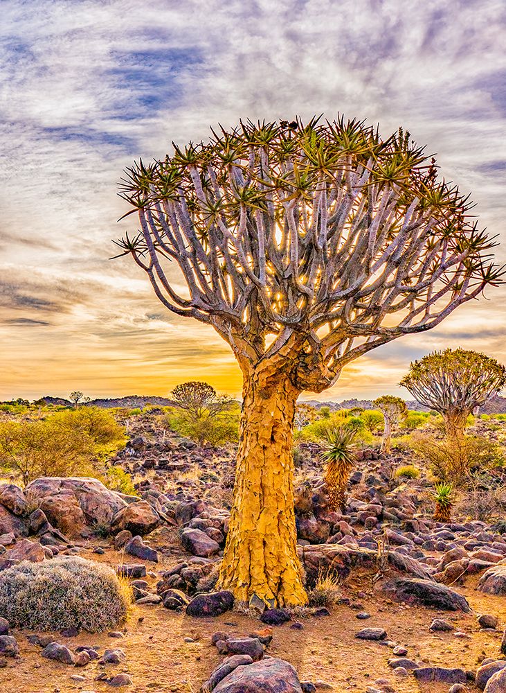 Quiver Tree Forest, Namibia, Africa. Quiver trees, also called kokerboom, a very large aloe tree. art print by Murray McCallum for $57.95 CAD