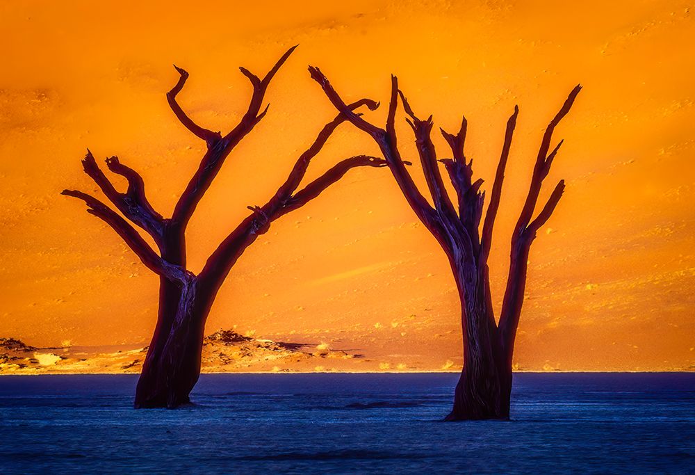 Deadvlei, Namibia, Africa. Two 700 year old skeletons of dead Camel Thorn trees near Sossusvlei. art print by Murray McCallum for $57.95 CAD