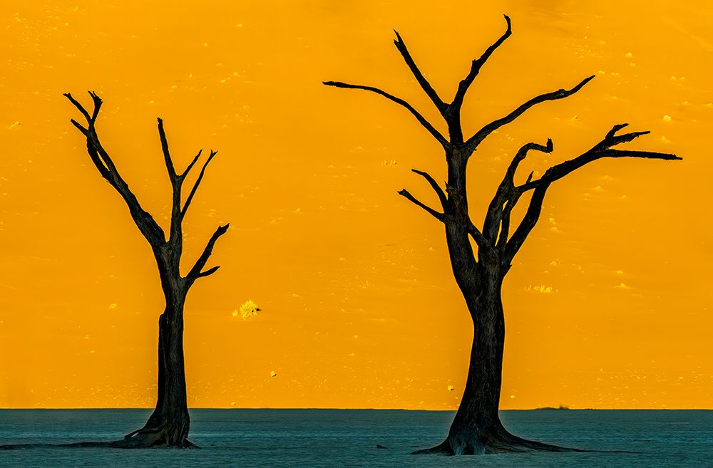 Deadvlei, Namibia, Africa. Two camel thorn trees which died 700 years ago. art print by Murray McCallum for $57.95 CAD