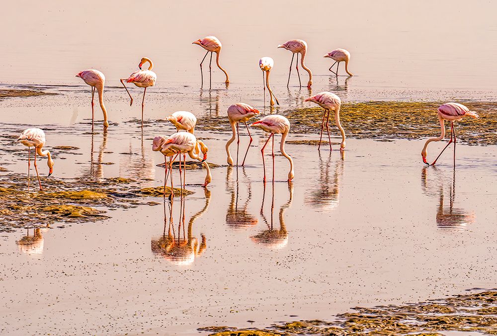 Pink Lake, Walvis Bay, Namibia. Lesser flamingos feeding on micro organisms in lake. art print by Murray McCallum for $57.95 CAD