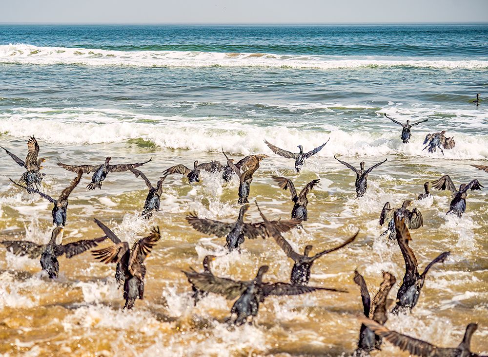 Skeleton Coast, Namibia, Africa.  flock of Cape cormorants or Cape shag. art print by Murray McCallum for $57.95 CAD