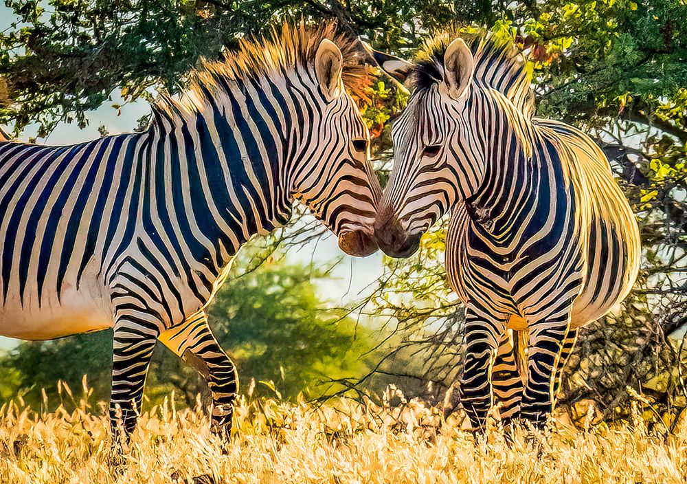 Etosha National Park, Namibia, Africa.  two Grevys Zebras playing at sunset. art print by Murray McCallum for $57.95 CAD