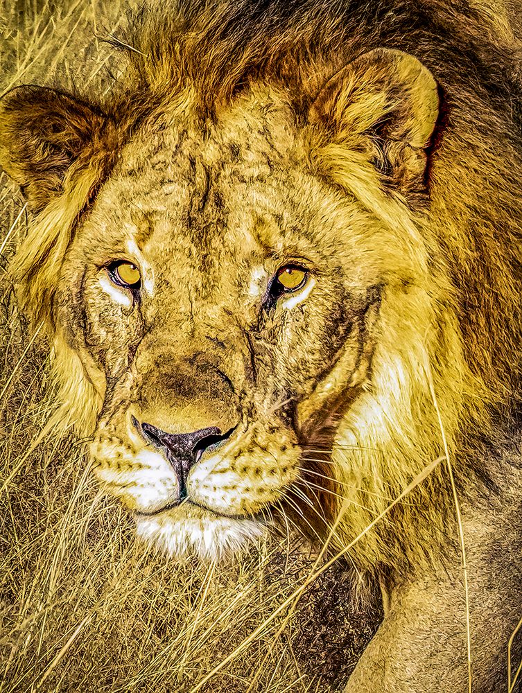 Etosha National Park, Namibia, Africa. Close-up  male African Lion hunting at sunset. art print by Murray McCallum for $57.95 CAD
