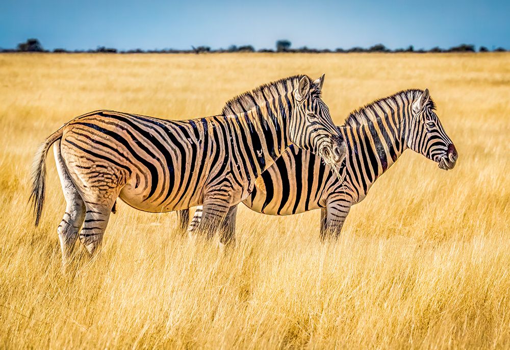 Etosha National Park, Namibia.  Plains zebra pair feeding in the tall grass of the savannah. art print by Murray McCallum for $57.95 CAD
