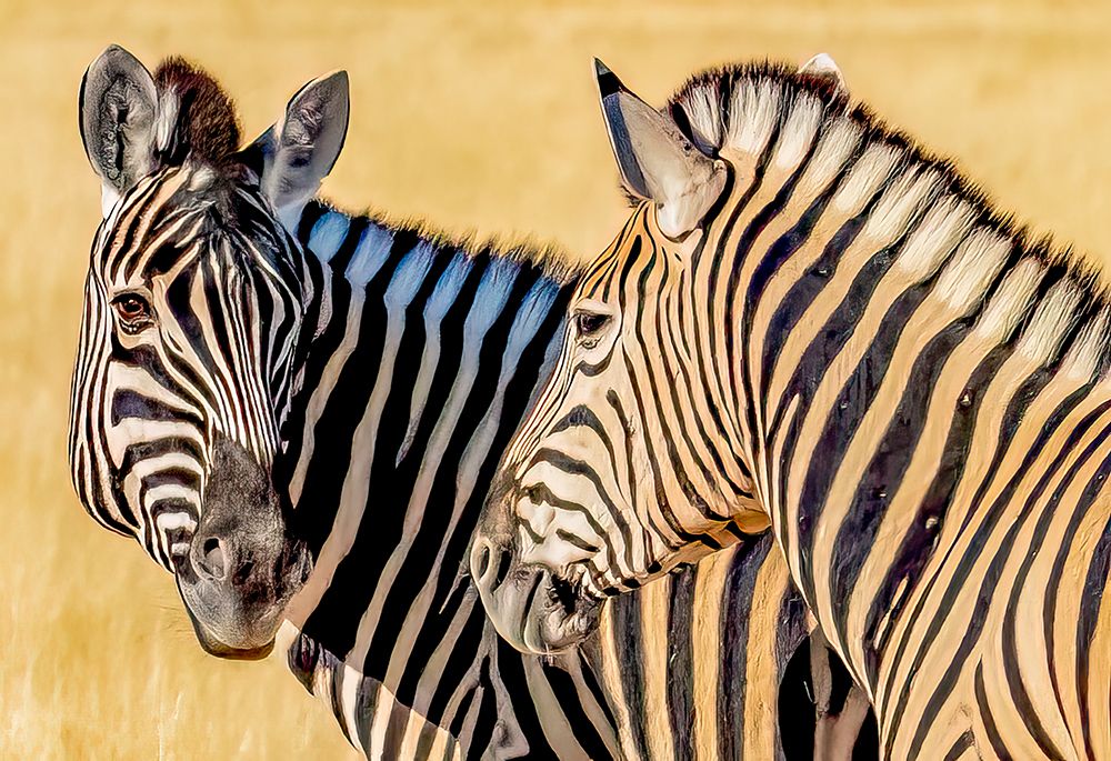 Etosha National Park, Namibia. Close-up  Plains zebra pair feeding in tall grass of the savannah. art print by Murray McCallum for $57.95 CAD