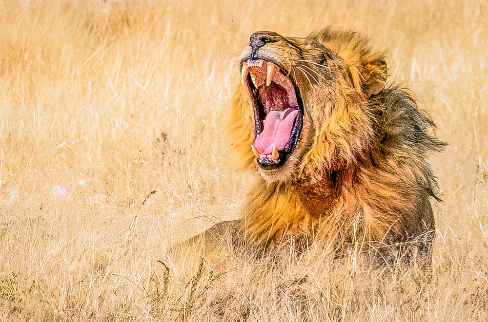 Etosha National Park, Namibia, Africa. Close-up  male African lion roaring to the world at sunset. art print by Murray McCallum for $57.95 CAD