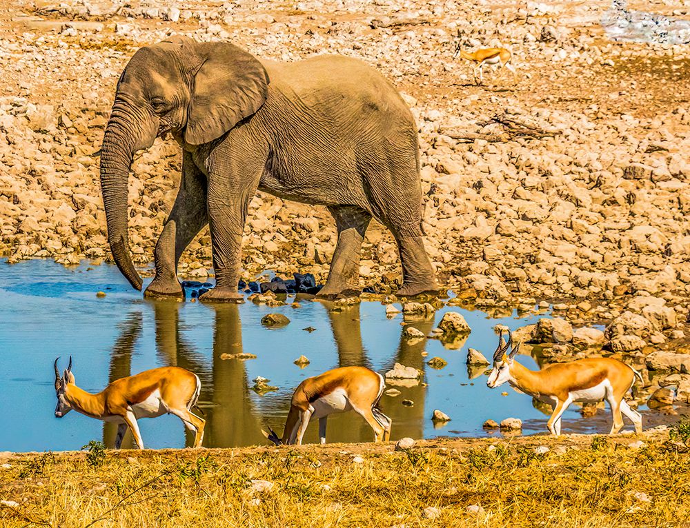 Etosha NP, Namibia, Africa.  African Bush Elephant and three Thomsons gazelles at a water hole art print by Murray McCallum for $57.95 CAD