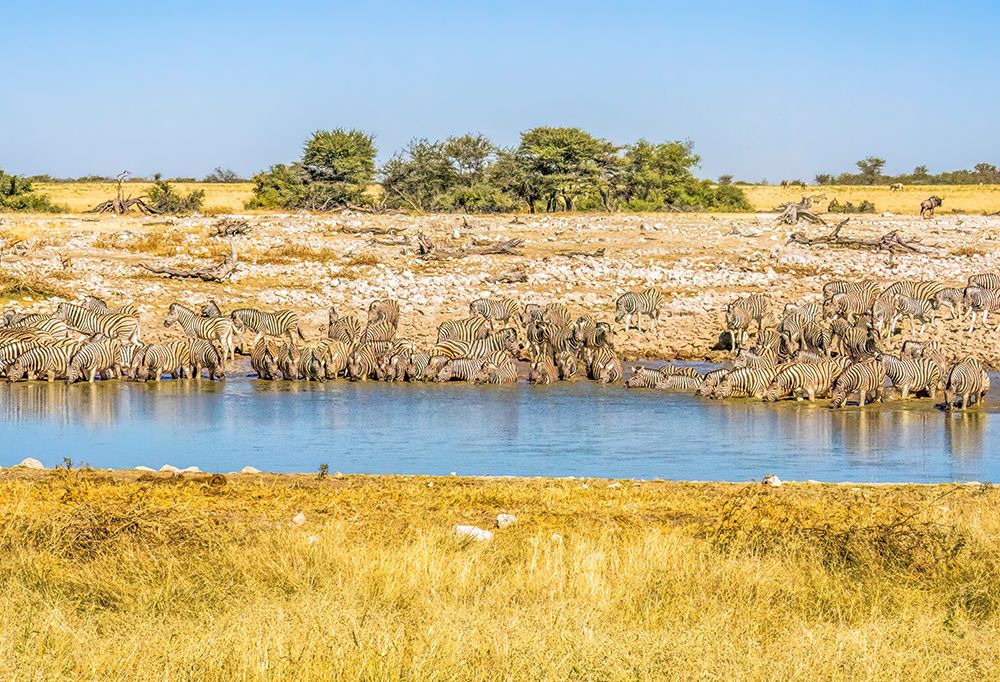 Etosha NP, Namibia, Africa. Large herd or dazzle of Burchells Zebras drinking from a pond. art print by Murray McCallum for $57.95 CAD