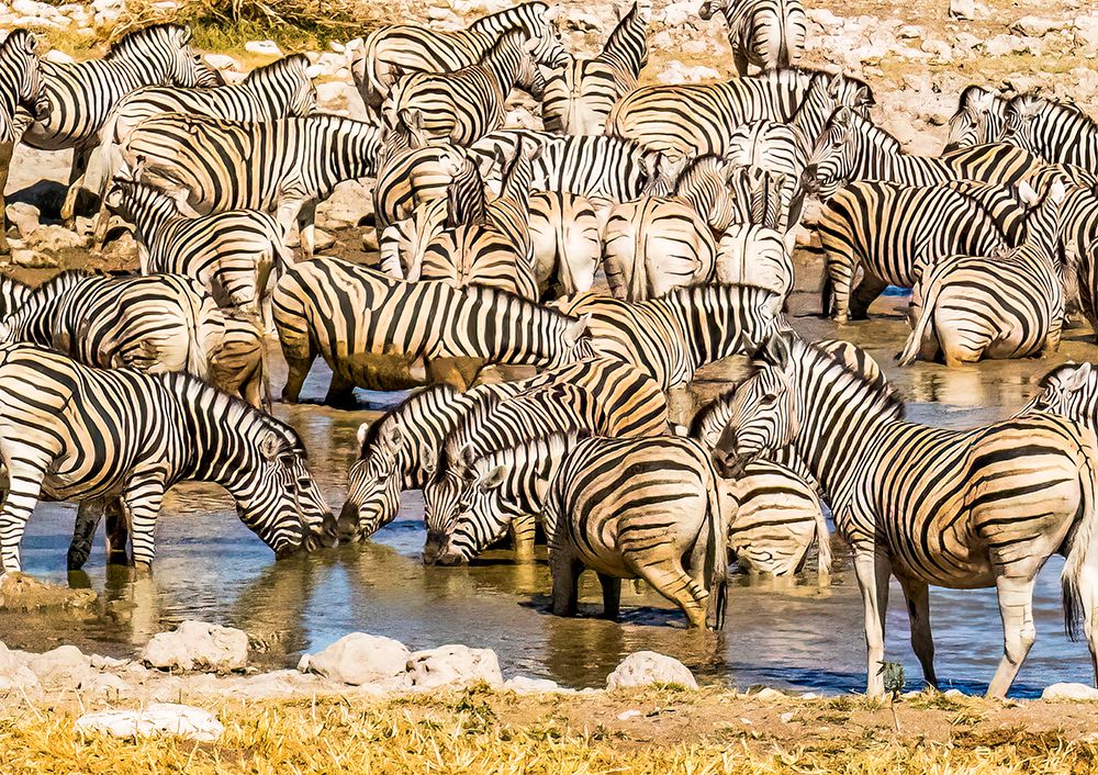 Etosha NP, Namibia, Africa.  A herd of Plains Zebras who gathered to drink at a water hole. art print by Murray McCallum for $57.95 CAD