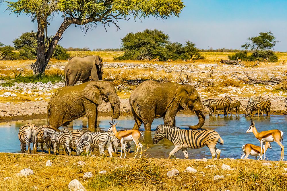 Etosha NP, Namibia. African Bush Elephants, Thomsons Gazelles and Plains Zebras at a water hole. art print by Murray McCallum for $57.95 CAD