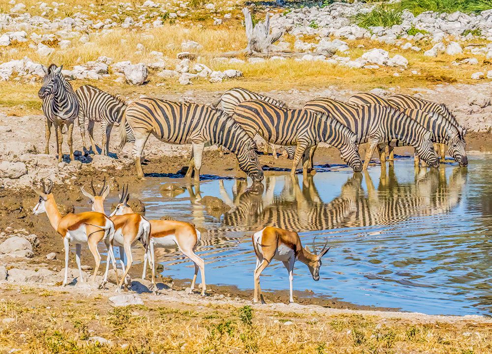 Etosha NP, Namibia, Africa. Thomsons Gazelles and Burchells Zebras drinking from a pond. art print by Murray McCallum for $57.95 CAD