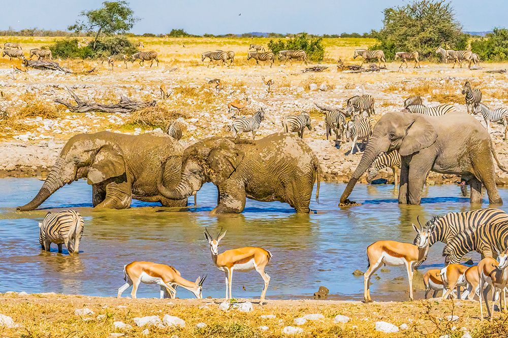 Etosha NP, Namibia. African Bush Elephants, Thomsons Gazelles and Plains Zebras at a water hole. art print by Murray McCallum for $57.95 CAD