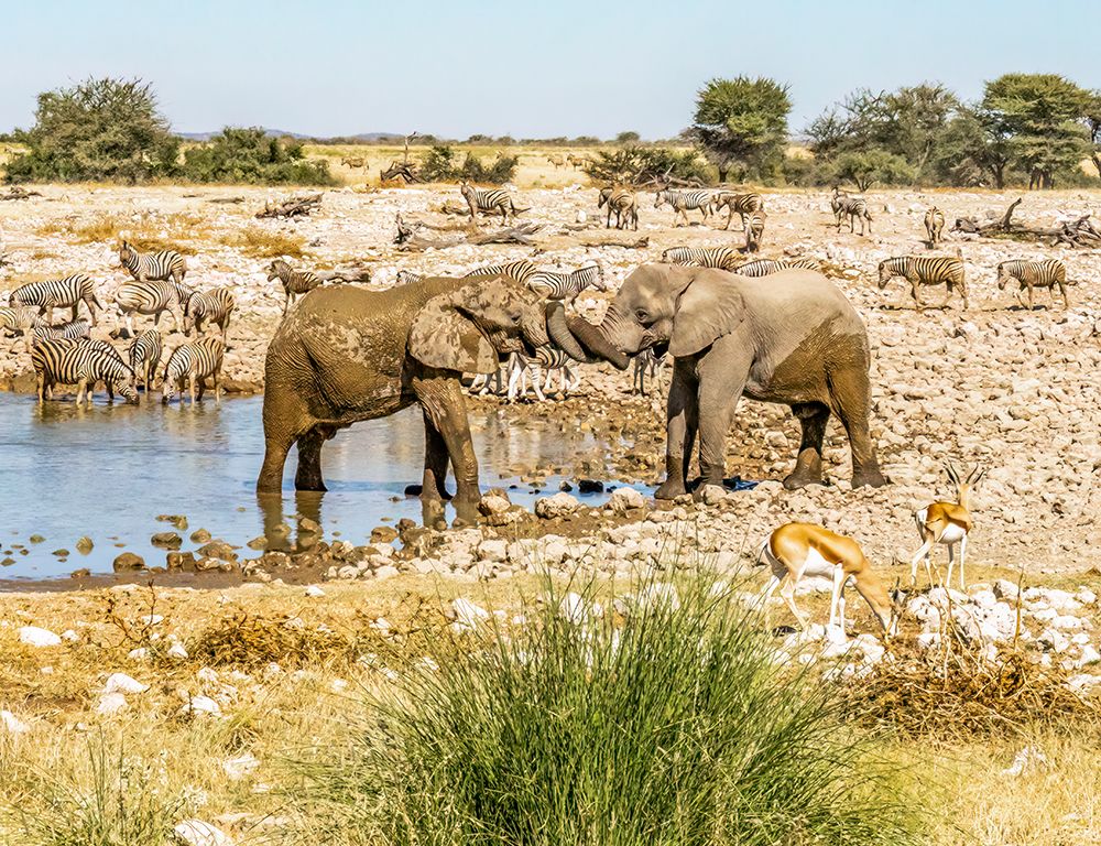 Etosha NP, Namibia, Africa.  two African elephants wrapping trunks in greeting. art print by Murray McCallum for $57.95 CAD