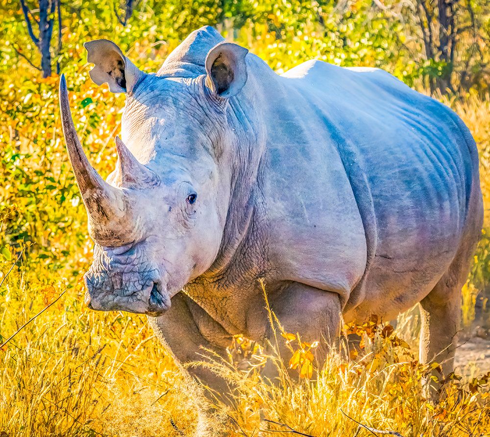 Etosha NP, Namibia, Africa.  Black Rhinoceros, an aggressive animal which thrives in Etosha NP art print by Murray McCallum for $57.95 CAD