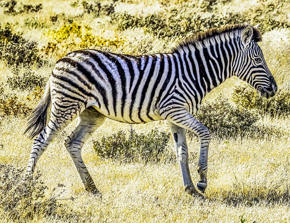 Etosha NP, Namibia, Africa.  young Plains Zebra in the savannah at sunset. art print by Murray McCallum for $57.95 CAD