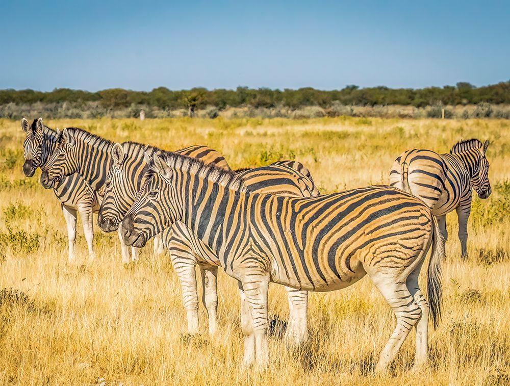 Etosha NP, Namibia, Africa.  group of Burchells Zebras eating grass in the savannah. art print by Murray McCallum for $57.95 CAD