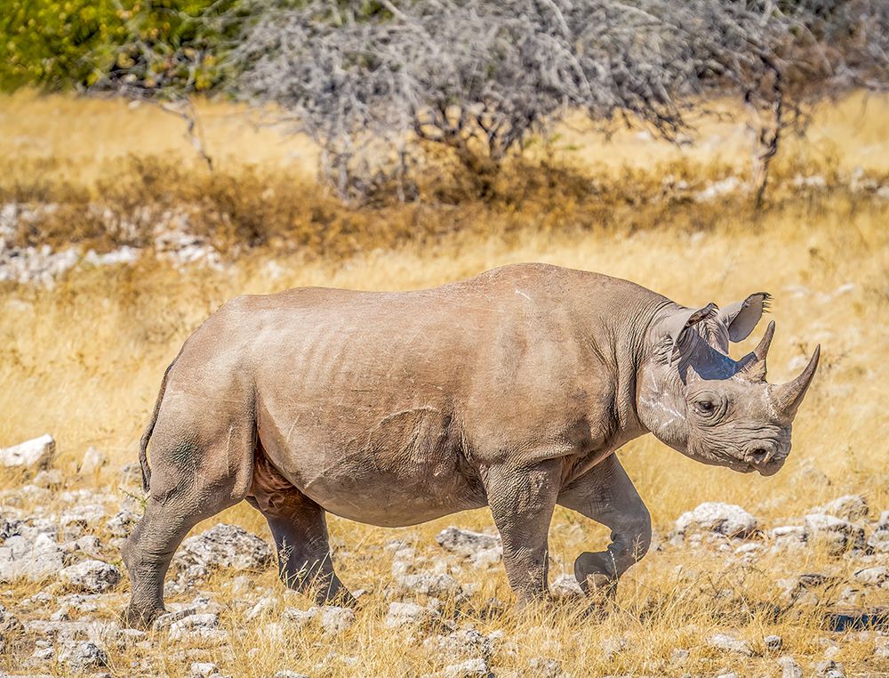 Etosha NP, Namibia, Africa.  Black Rhinoceros, an aggressive animal which thrives in Etosha NP art print by Murray McCallum for $57.95 CAD