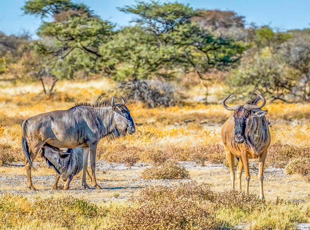 Etosha NP, Namibia, Africa.  family of Blue wildebeests with mother feeding baby in the savannah. art print by Murray McCallum for $57.95 CAD