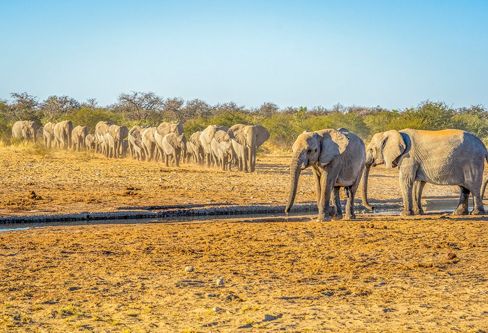 Etosha NP, Namibia.  large herd and families of African elephants walking in group. art print by Murray McCallum for $57.95 CAD