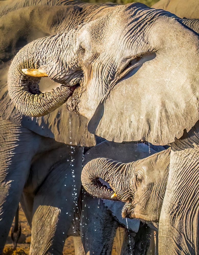 Etosha NP, Namibia. Close-up  mother and baby African bush elephants drinking water from a pond. art print by Murray McCallum for $57.95 CAD