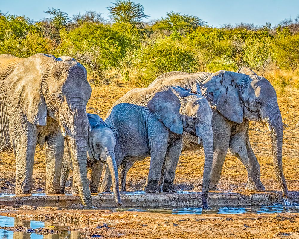 Etosha NP, Namibia, Africa.  family of African elephants drinking water from a pond. art print by Murray McCallum for $57.95 CAD