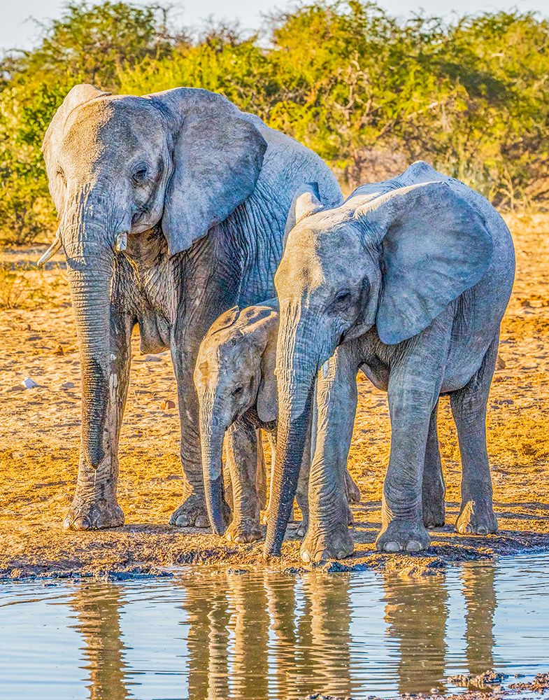 Etosha NP, Namibia, Africa.  family of African bush elephants drinking water from a pond. art print by Murray McCallum for $57.95 CAD