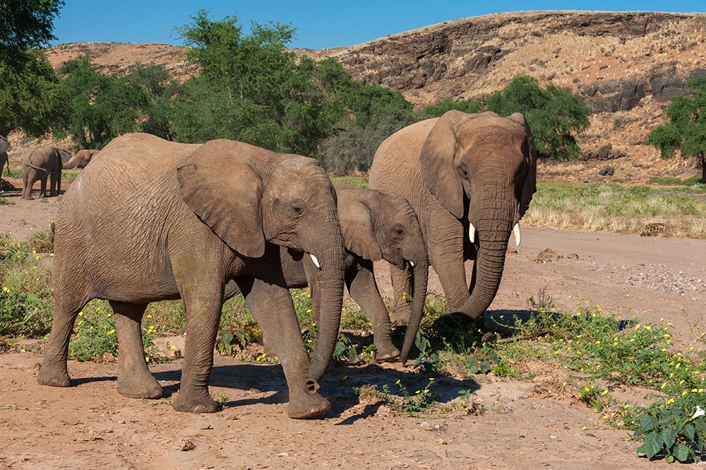 Elephants walk and graze in arid grasslands in the Kunene Region Kunene-Namibia art print by Sergio Pitamitz for $57.95 CAD