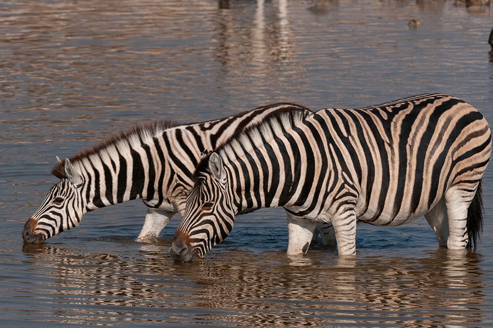 Burchells zebras stand in a waterhole and drink Etosha National Park-Namibia art print by Sergio Pitamitz for $57.95 CAD