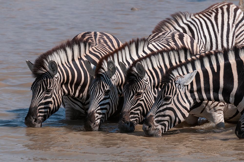 A group of Burchells zebras-drink from a waterhole Etosha National Park-Namibia art print by Sergio Pitamitz for $57.95 CAD
