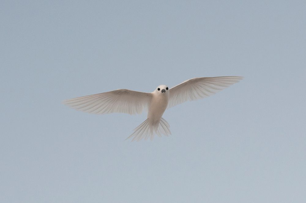 Portrait of a common white or fairy tern-Gygis alba-in flight Denis Island-Seychelles art print by Sergio Pitamitz for $57.95 CAD