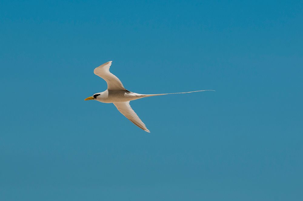 Portrait of a white-tailed-or yellow-billed tropicbird in flight Seychelles art print by Sergio Pitamitz for $57.95 CAD