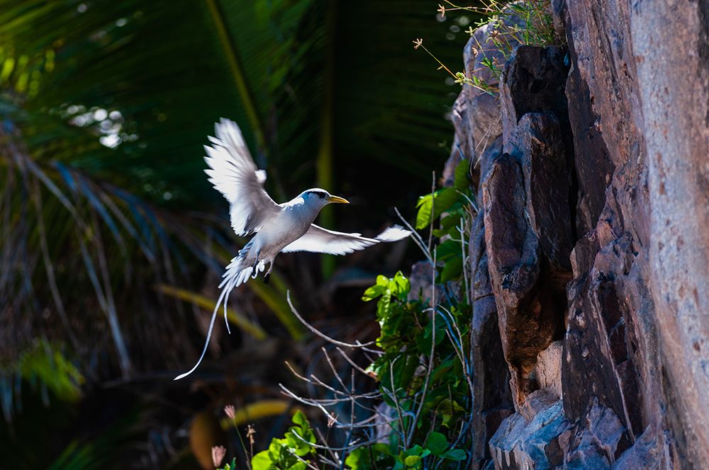 A white-tailed-or yellow-billed tropicbird in flight approaching its nest on a cliff Seychelles art print by Sergio Pitamitz for $57.95 CAD
